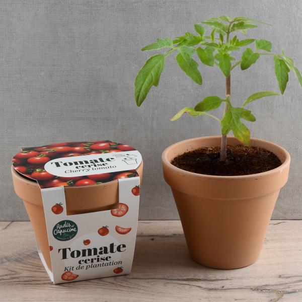 Radis et Capucine - Kit Tomate Cerise Bio - Pot en Terre Cuite - 13 cm - MEDIA_EN_SITUATION_1